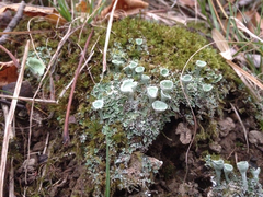 Cladonia conista