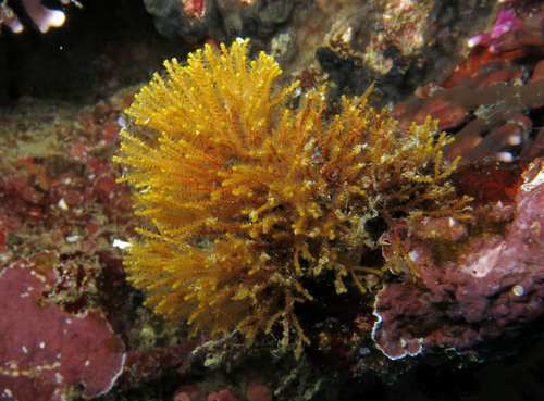Tetraplaria in life
