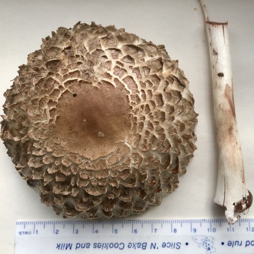 Olive Shaggy Parasol