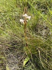 Satyrium longicauda image