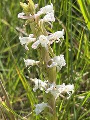 Satyrium longicauda image