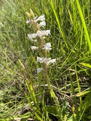 Satyrium longicauda image