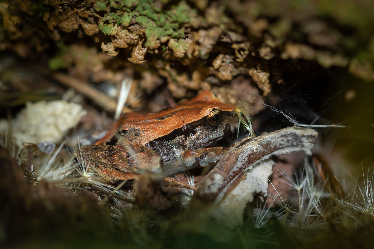 Eupsophus calcaratus (Günther, 1881)