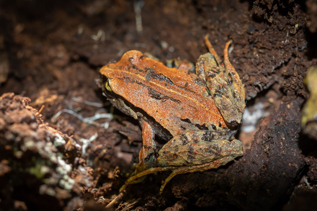 Eupsophus calcaratus (Günther, 1881)