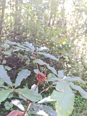 Vitex coursii image