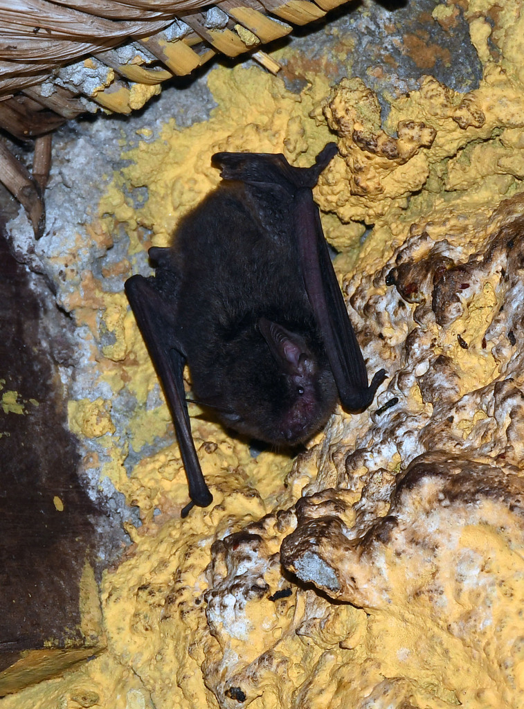Murin de Daubenton (Myotis riparius)