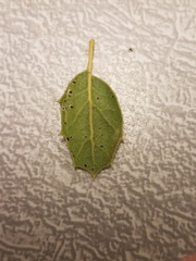 Quercus wislizeni wislizeni