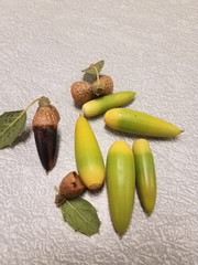 Quercus wislizeni wislizeni