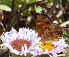 Phyciodes pulchella