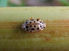 Anisosticta novemdecimpunctata