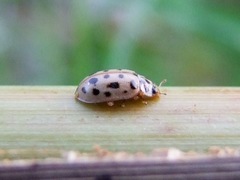 Anisosticta novemdecimpunctata