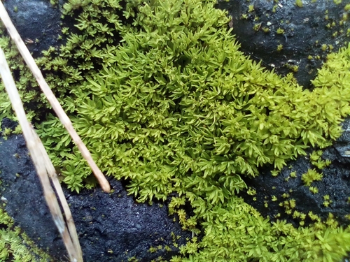 Image of Calymperastrum latifolium by (c) Em Lamond, some rights reserved (CC BY)