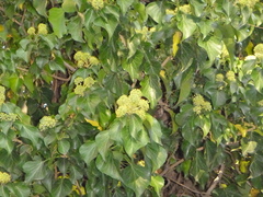 Hedera helix