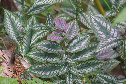 Strobilanthes auriculata