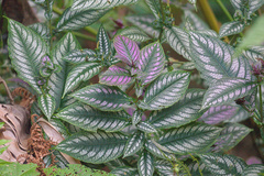 Persian Shield (Strobilanthes dyeriana)