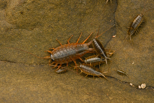Wharf Louse, photo 4 of 7