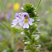Eyebright - Photo (c) _foxg, some rights reserved (CC BY-NC)