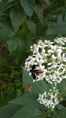 Scolia dubia haematodes