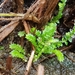 Selaginella minima - Photo (c) Julien Piolain, μερικά δικαιώματα διατηρούνται (CC BY-NC), uploaded by Julien Piolain