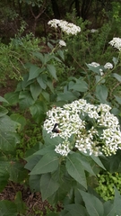 Scolia dubia haematodes