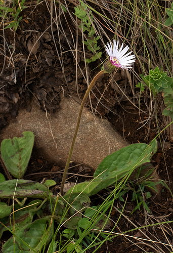 Gerbera viridifolia image