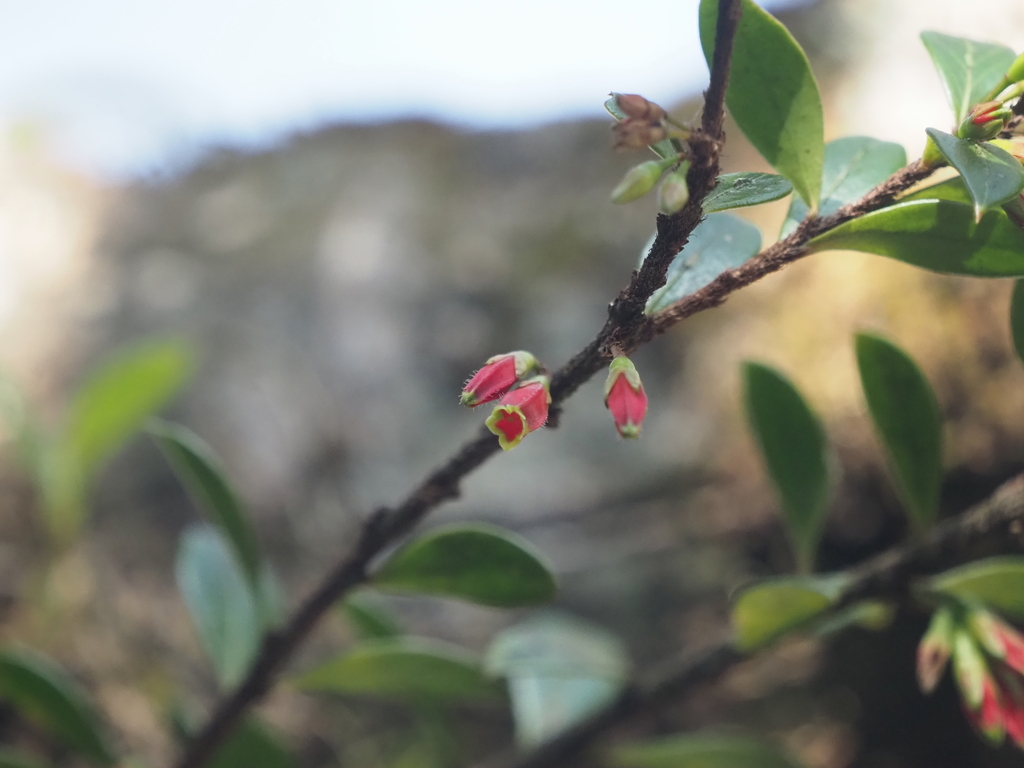 Agapetes wardii