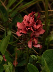 Indigofera dimidiata image