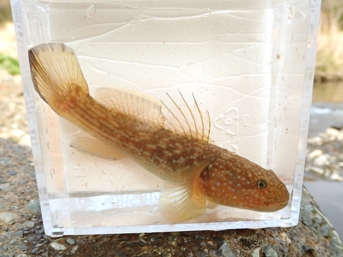 Shortspine goby (Tridentiger brevispinis) — Gobiidae