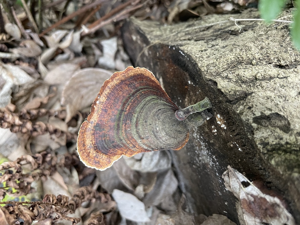 Microporus affinis · March 2023 · photo: © oligoglot (iNaturalist, cc-by-sa)