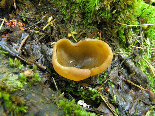 Peziza limnaea image