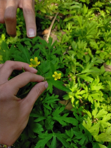 Ranunculus chinensis iNat (2)