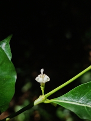 Tricalysia analamazaotrensis image