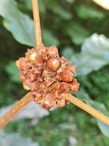 Vitex coursii image