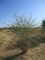 Euphorbia guerichiana image