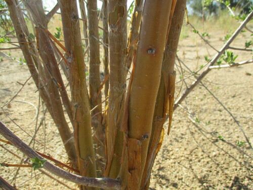 Image of Euphorbia guerichiana by no rights reserved