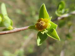 Euphorbia guerichiana image