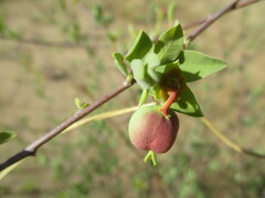 Euphorbia guerichiana image