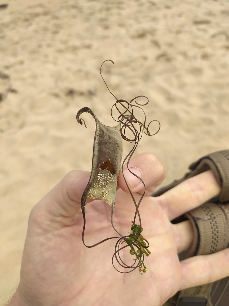 Filetail fanskate (Sympterygia lima) — Arhynchobatidae