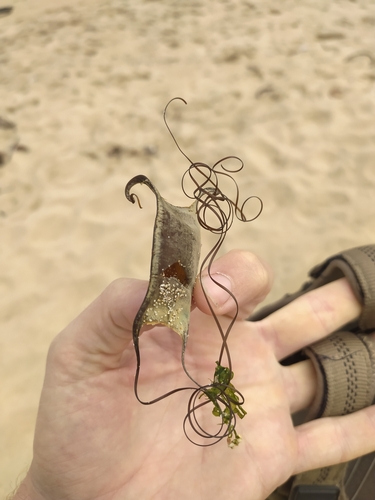 Filetail fanskate (Sympterygia lima) — Arhynchobatidae