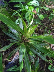 Dracaena reflexa var. angustifolia image