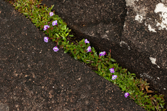 Linderniella pulchella image