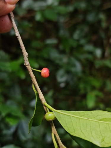 Aquifoliaceae image