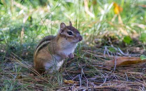 Eastern Chipmunk photographed in Maine