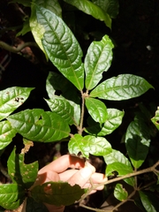 Croton humbertii image