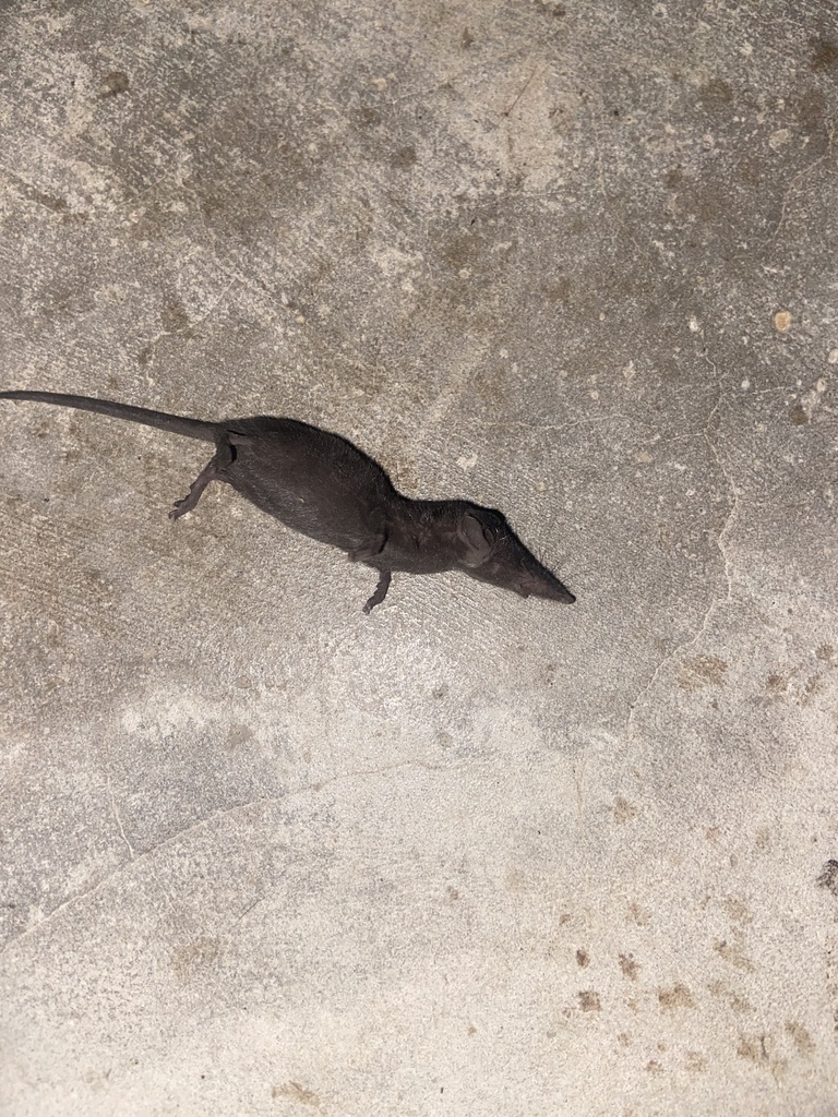 Andaman Spiny Shrew