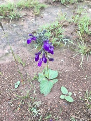 Salvia nana