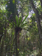 Asplenium mauritianum image