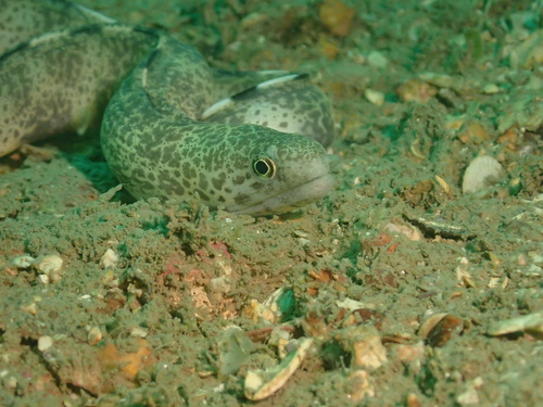 Lesser moray (Gymnothorax minor) — Muraenidae