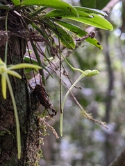 Angraecum rhynchoglossum image