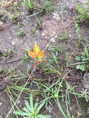 Castilleja glandulosa